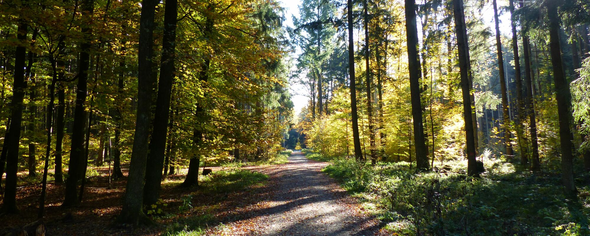 Waldweg © Martina Lechner, Systemische Beratung Augsburg